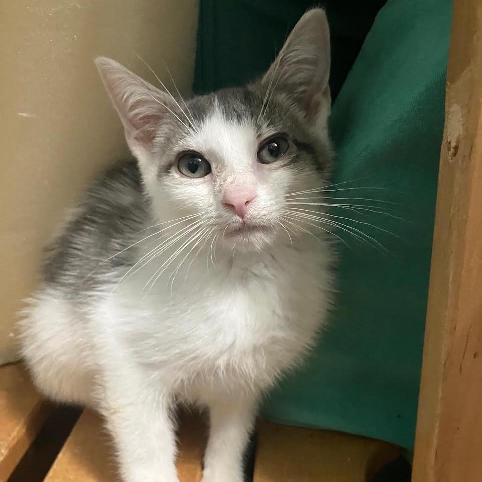 Enlarge Newbery, a Adoptable Domestic Short Hair in Madison, WI image 3/5