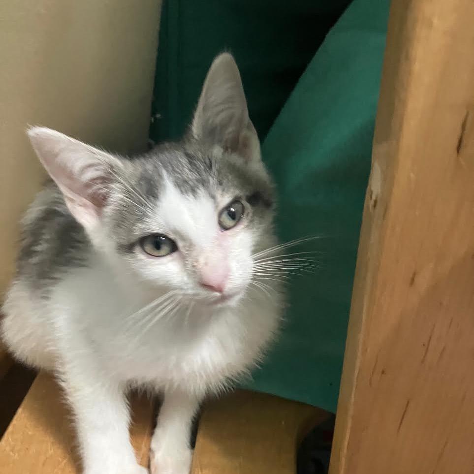 Newbery, a Adoptable Domestic Short Hair in Madison, WI image 1/5