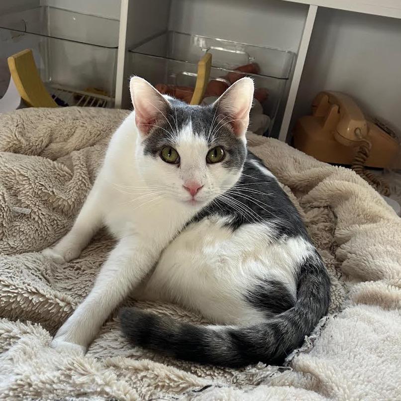 Enlarge Newbery, a Adoptable Domestic Short Hair in Madison, WI image 6/6