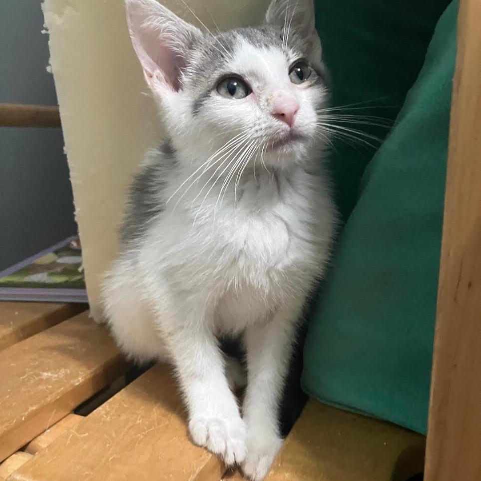 Newbery, a Adoptable Domestic Short Hair in Madison, WI image 2/5