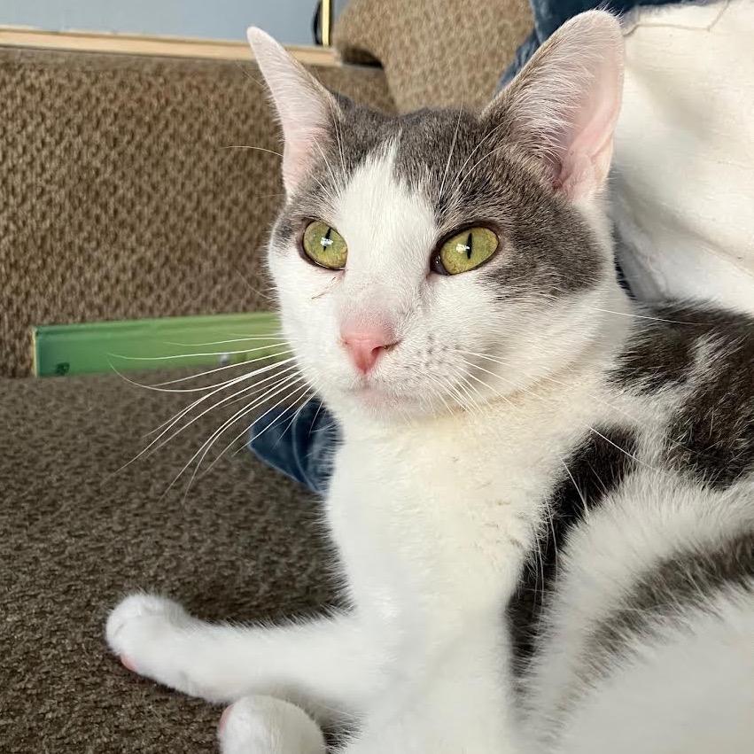 Enlarge Newbery, a Adoptable Domestic Short Hair in Madison, WI image 6/6