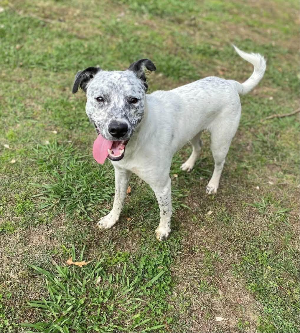 Enlarge Marshmallow, a Adoptable mixed breed in Pembroke, MA image 4/6