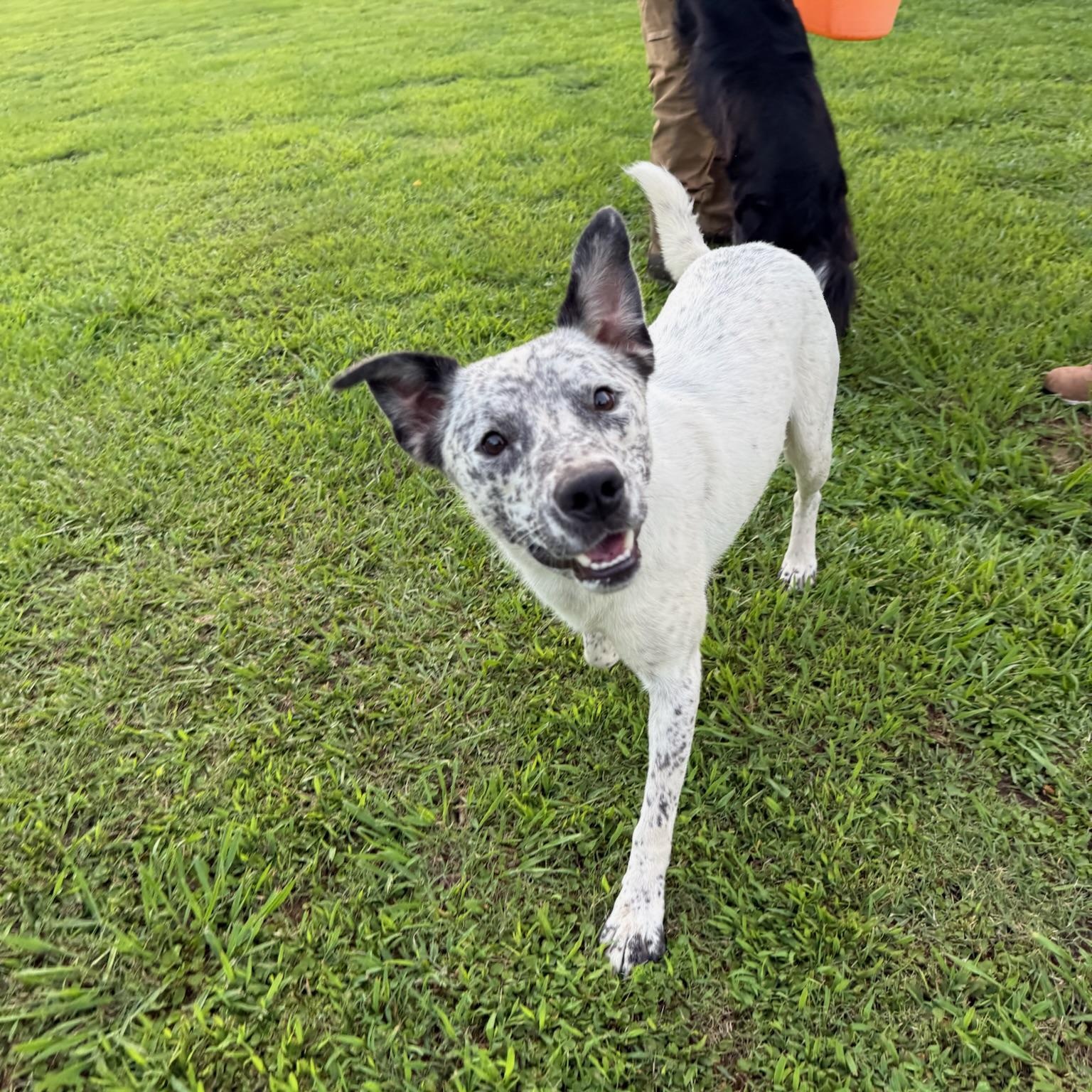 Enlarge Marshmallow, a Adoptable mixed breed in Pembroke, MA image 2/6