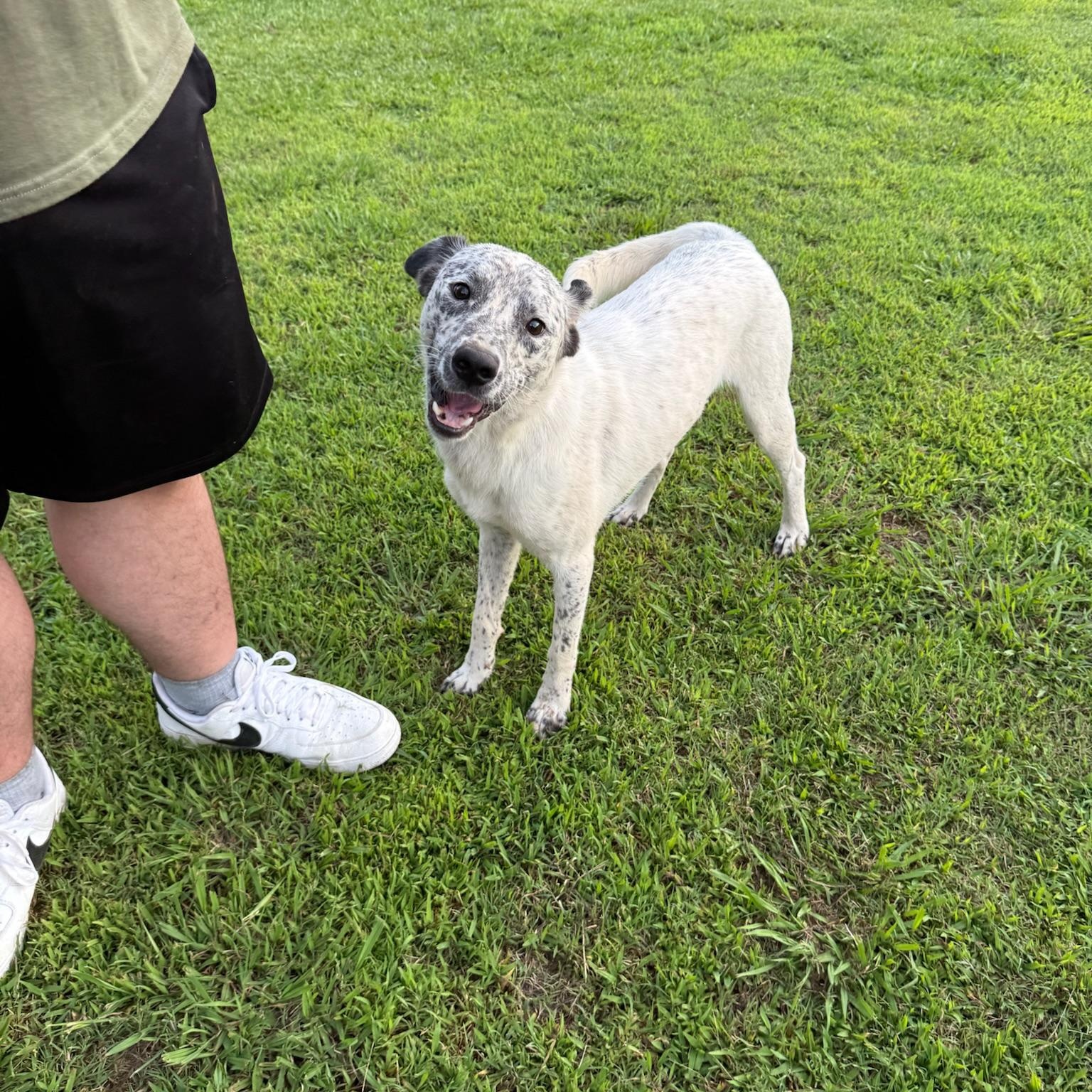 Enlarge Marshmallow, a Adoptable mixed breed in Pembroke, MA image 5/6