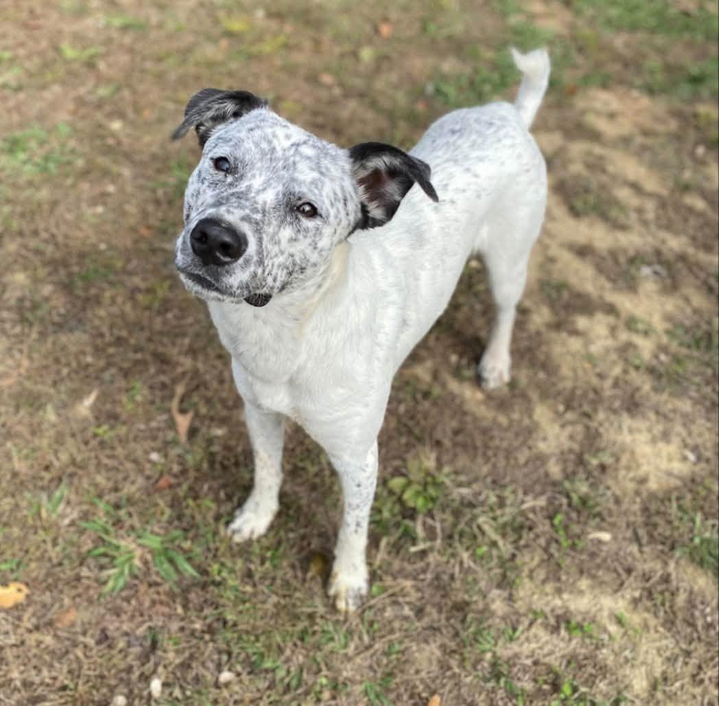 Enlarge Marshmallow, a Adoptable mixed breed in Pembroke, MA image 1/6
