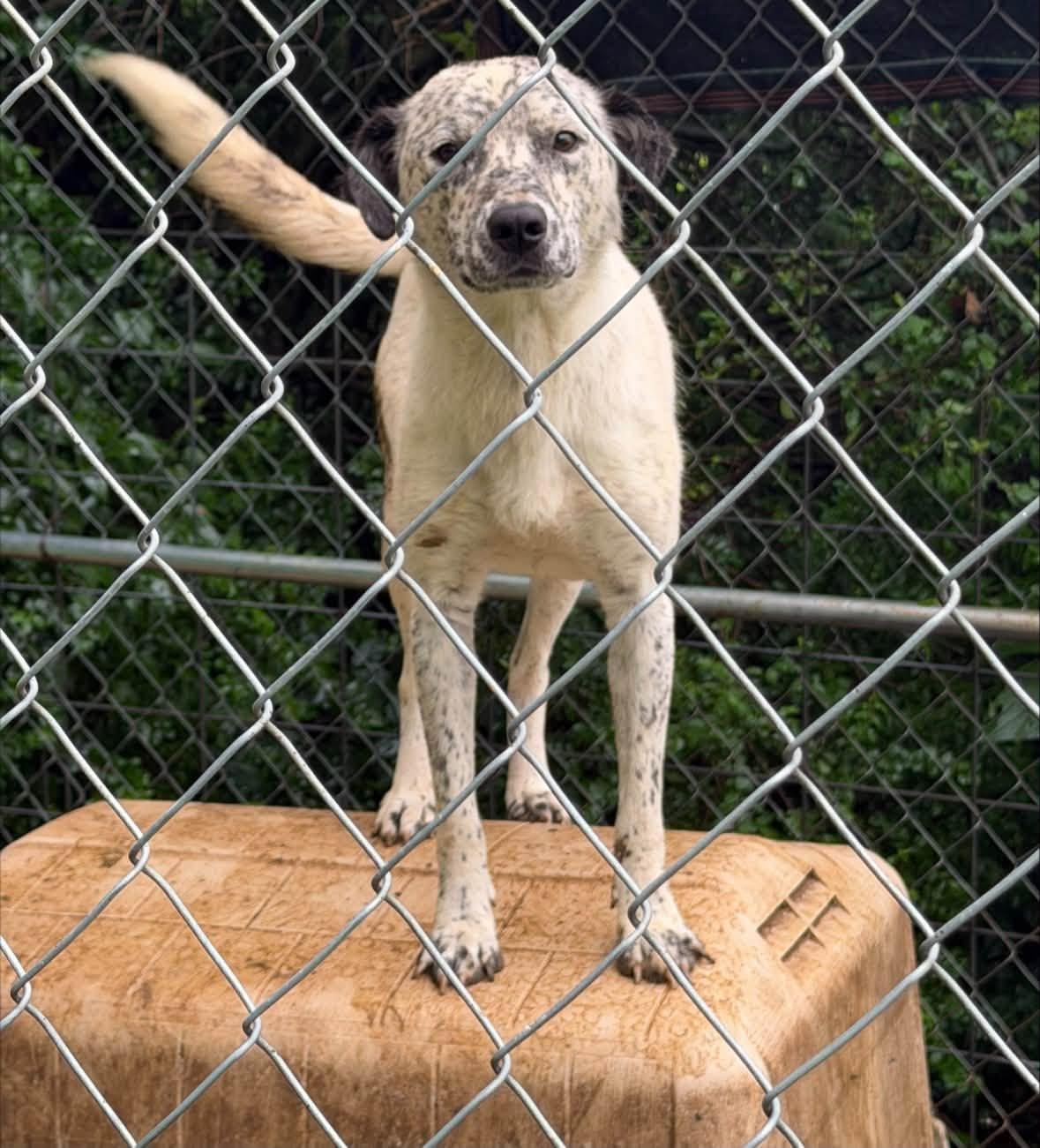 Enlarge Marshmallow, a Adoptable mixed breed in Pembroke, MA image 3/6