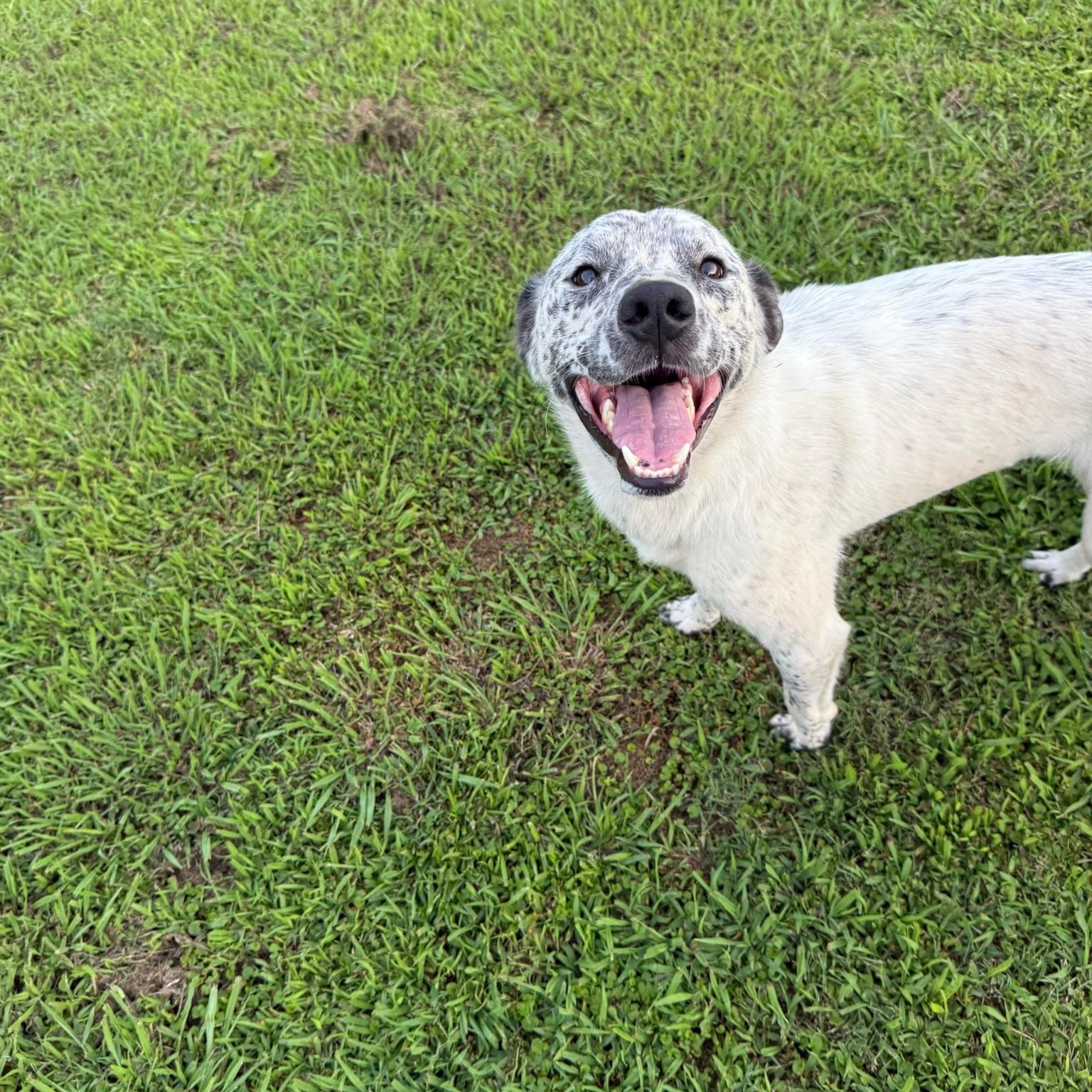 Enlarge Marshmallow, a Adoptable mixed breed in Pembroke, MA image 6/6