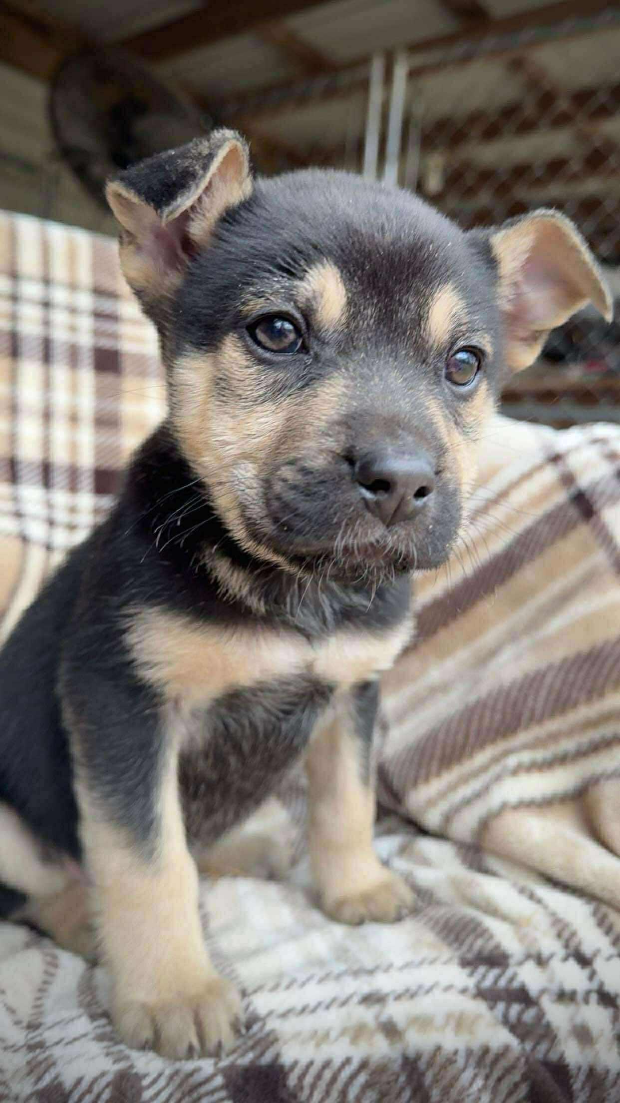 Enlarge Sookie, a Adoptable mixed breed in Fall River, MA image 4/5