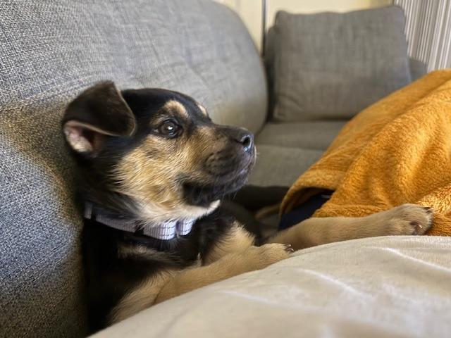 Enlarge Sookie, a Adoptable mixed breed in Fall River, MA image 5/5