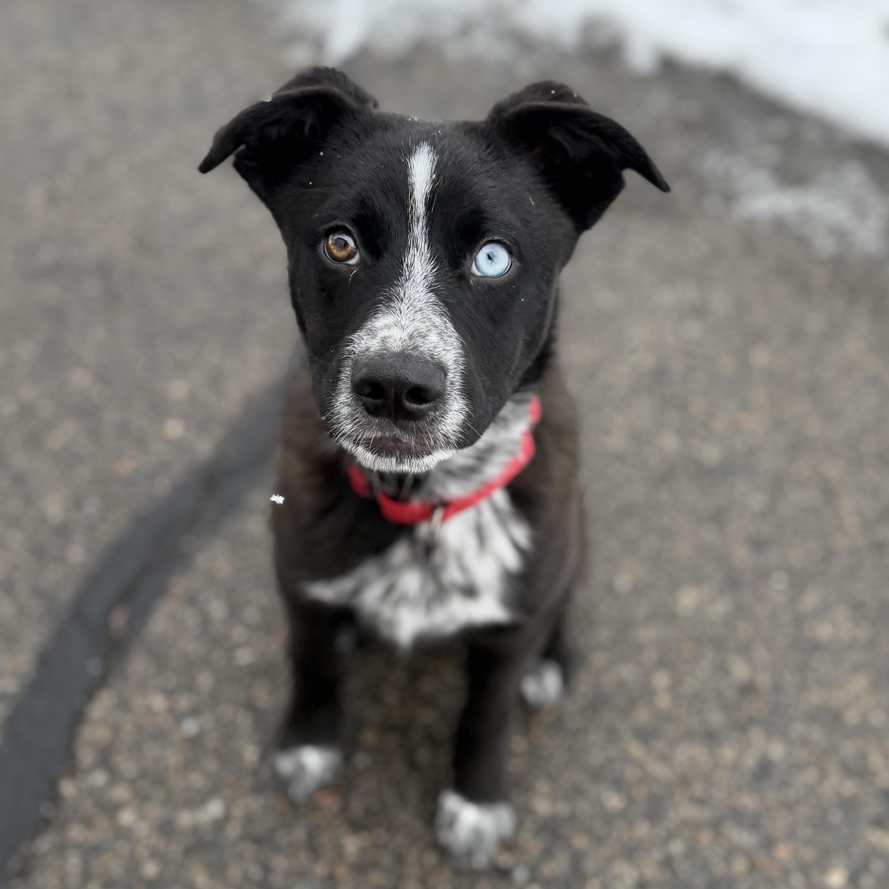ARLO, Adoptable, Young Male Mixed Breed.