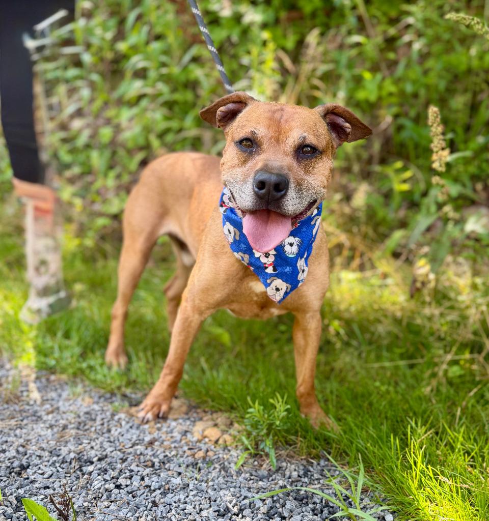 Scooby, Adoptable, Adult Male Mixed Breed.