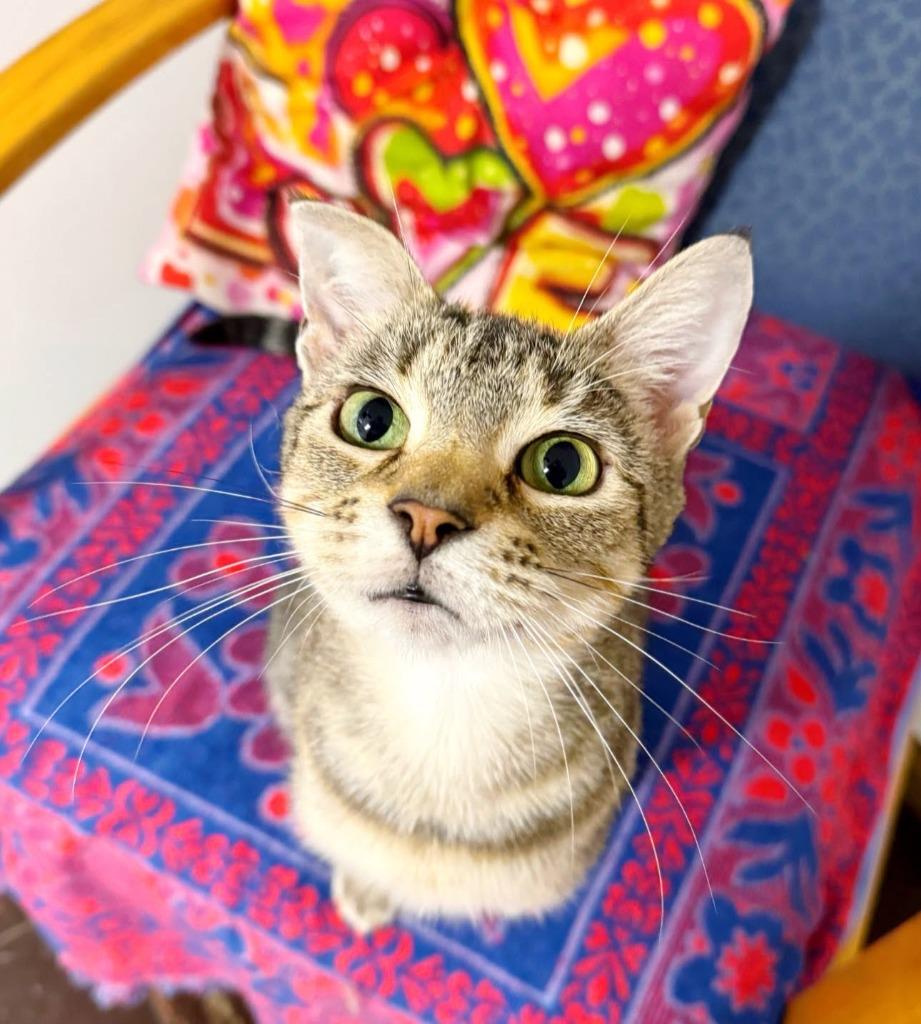 Enlarge Moonstone, a Adoptable mixed breed in Effingham, IL image 3/5