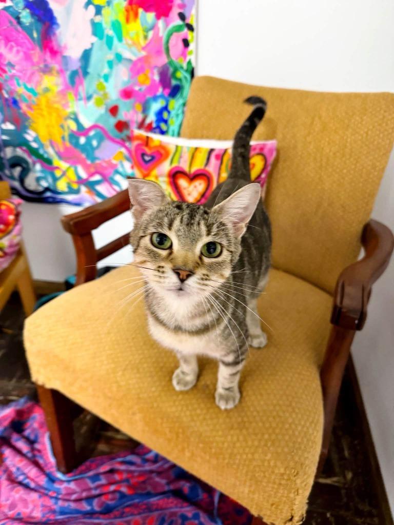 Enlarge Moonstone, a Adoptable mixed breed in Effingham, IL image 4/5
