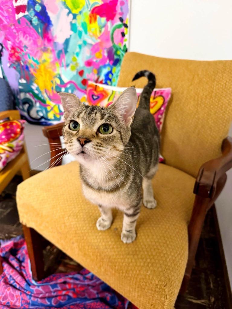 Enlarge Moonstone, a Adoptable mixed breed in Effingham, IL image 5/5