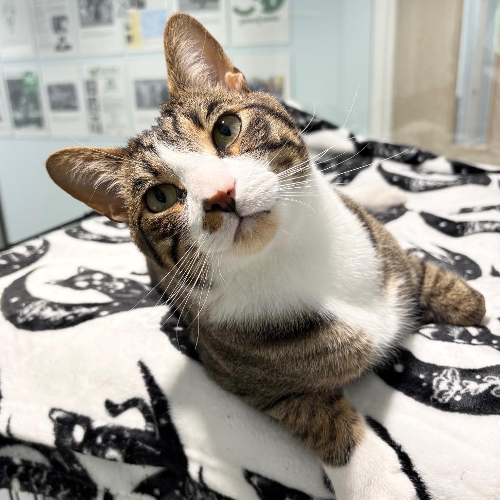 Tyson, Adoptable, Adult Male Domestic Short Hair.