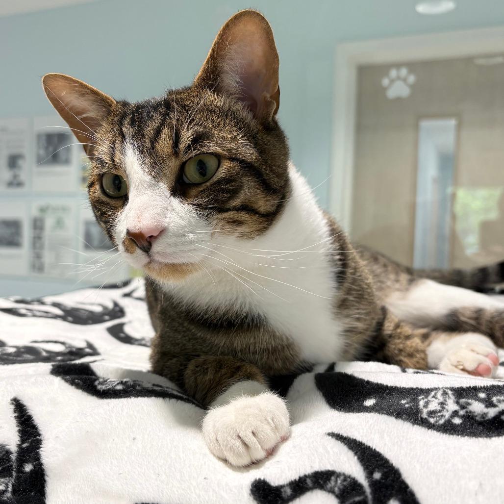Enlarge Tyson, a Adoptable Domestic Short Hair in East Hampton, NY image 2/5