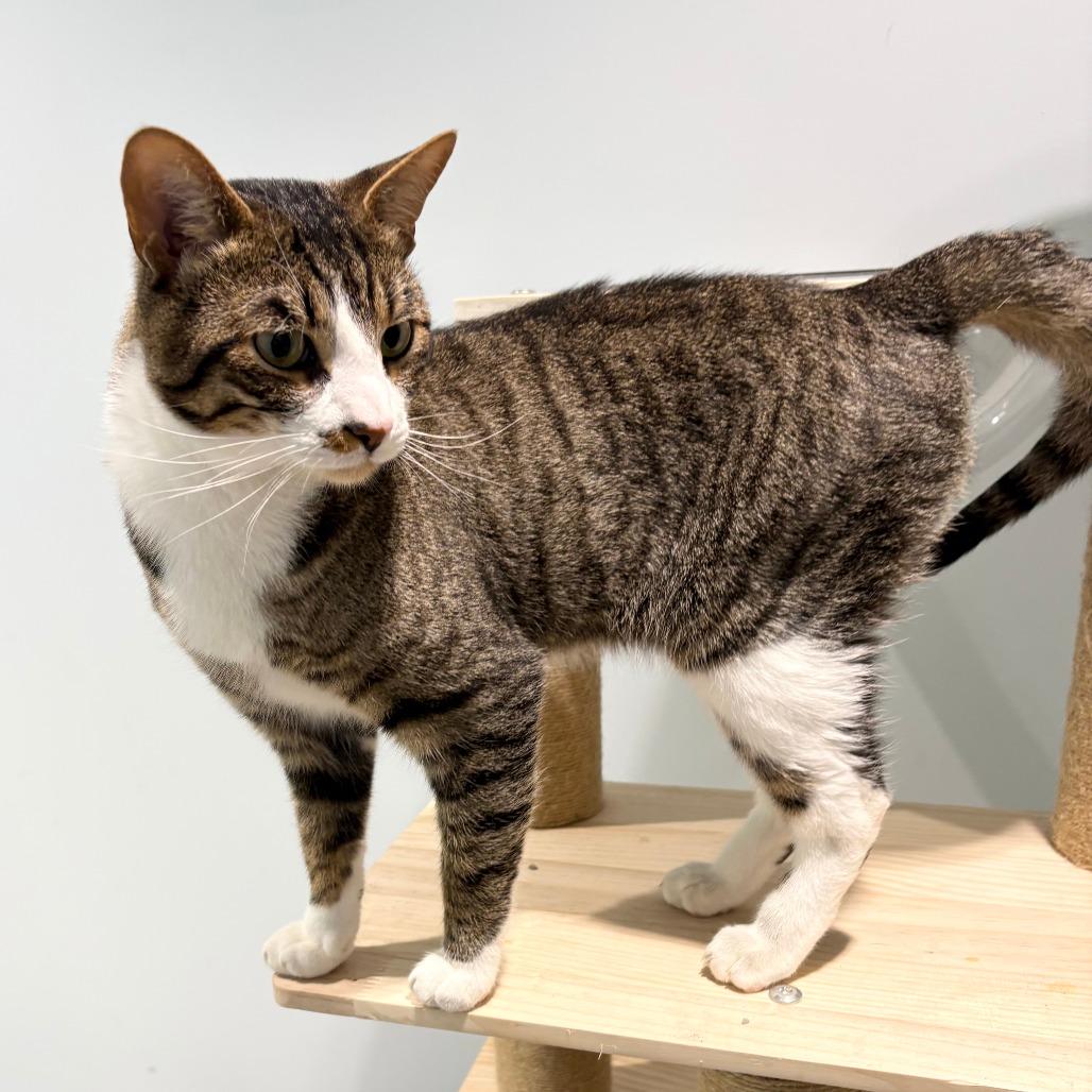 Enlarge Tyson, a Adoptable Domestic Short Hair in East Hampton, NY image 3/5