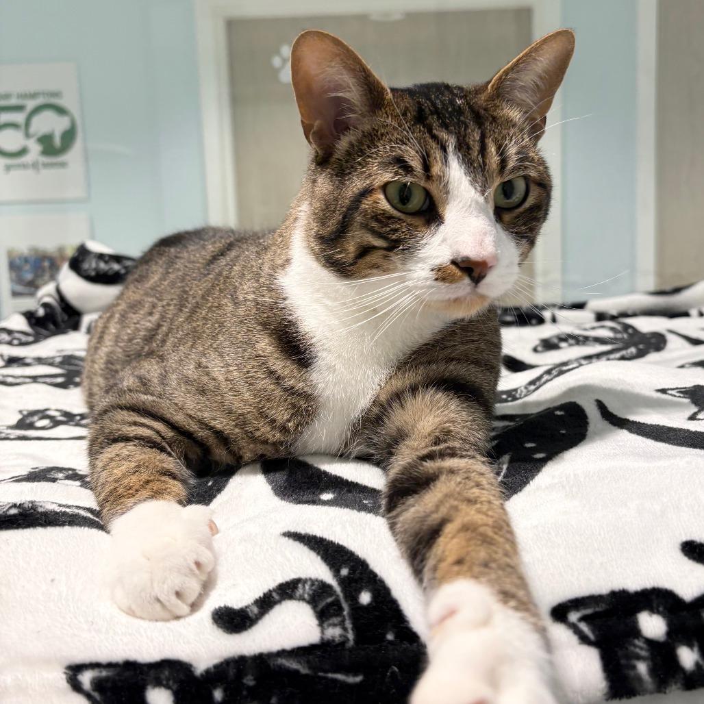 Enlarge Tyson, a Adoptable Domestic Short Hair in East Hampton, NY image 4/5