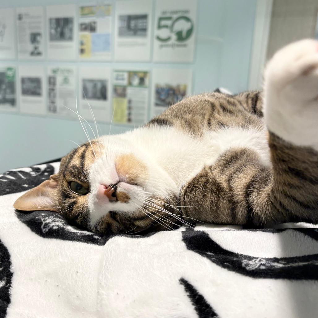 Enlarge Tyson, a Adoptable Domestic Short Hair in East Hampton, NY image 5/5