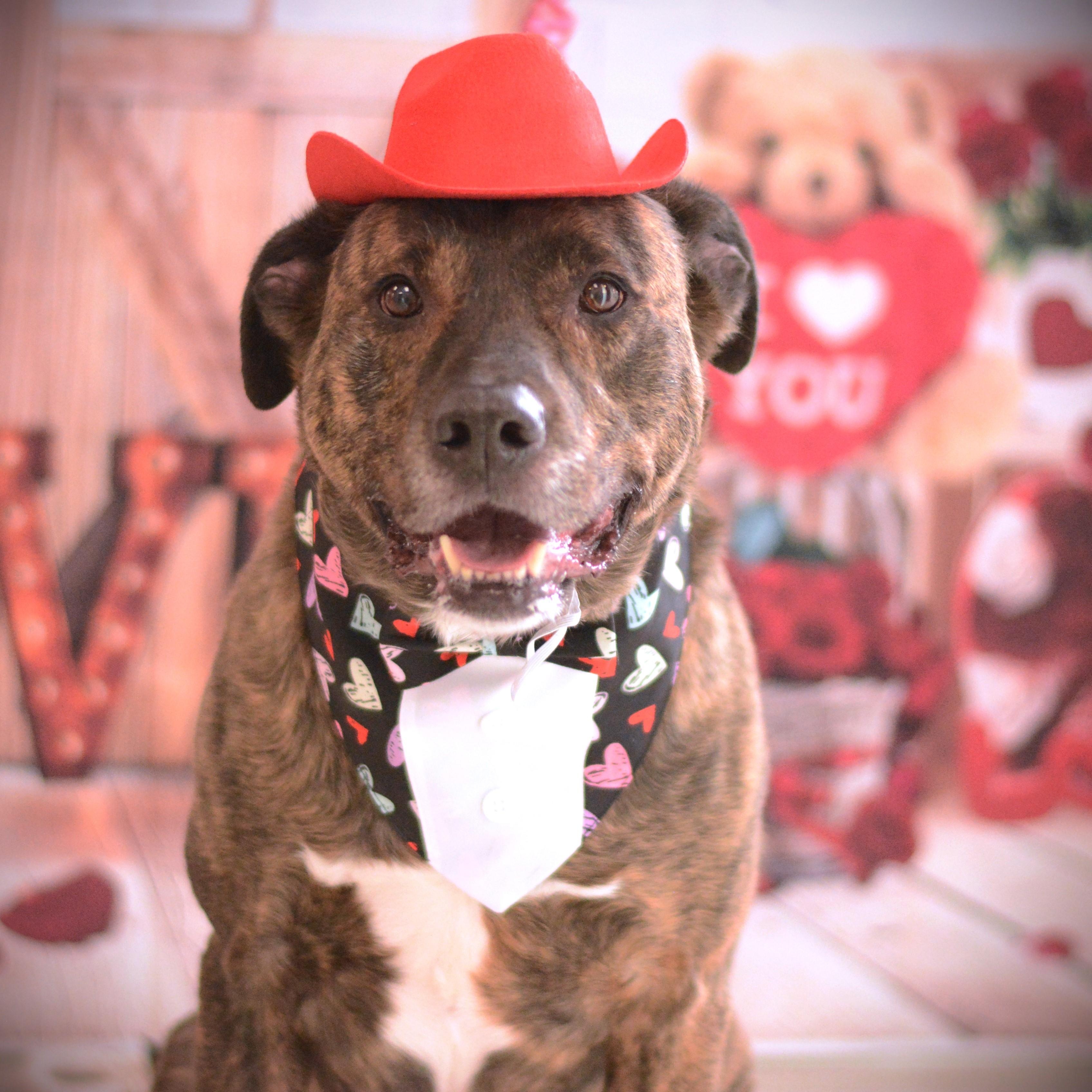 Enlarge Lucian, an adopted mixed breed in Amsterdam, NY image 3/6