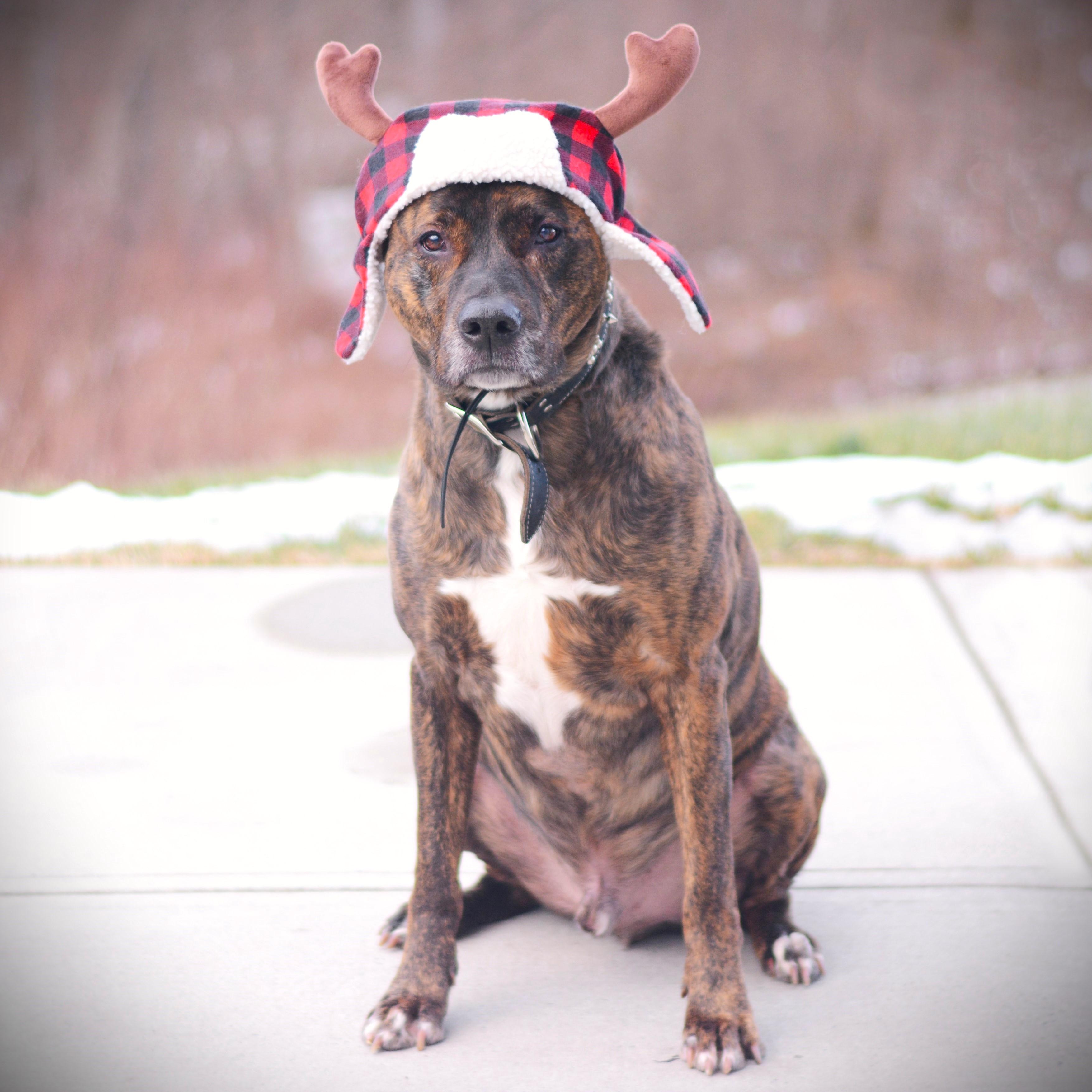 Enlarge Lucian, an adoptable mixed breed in Amsterdam, NY image 2/4