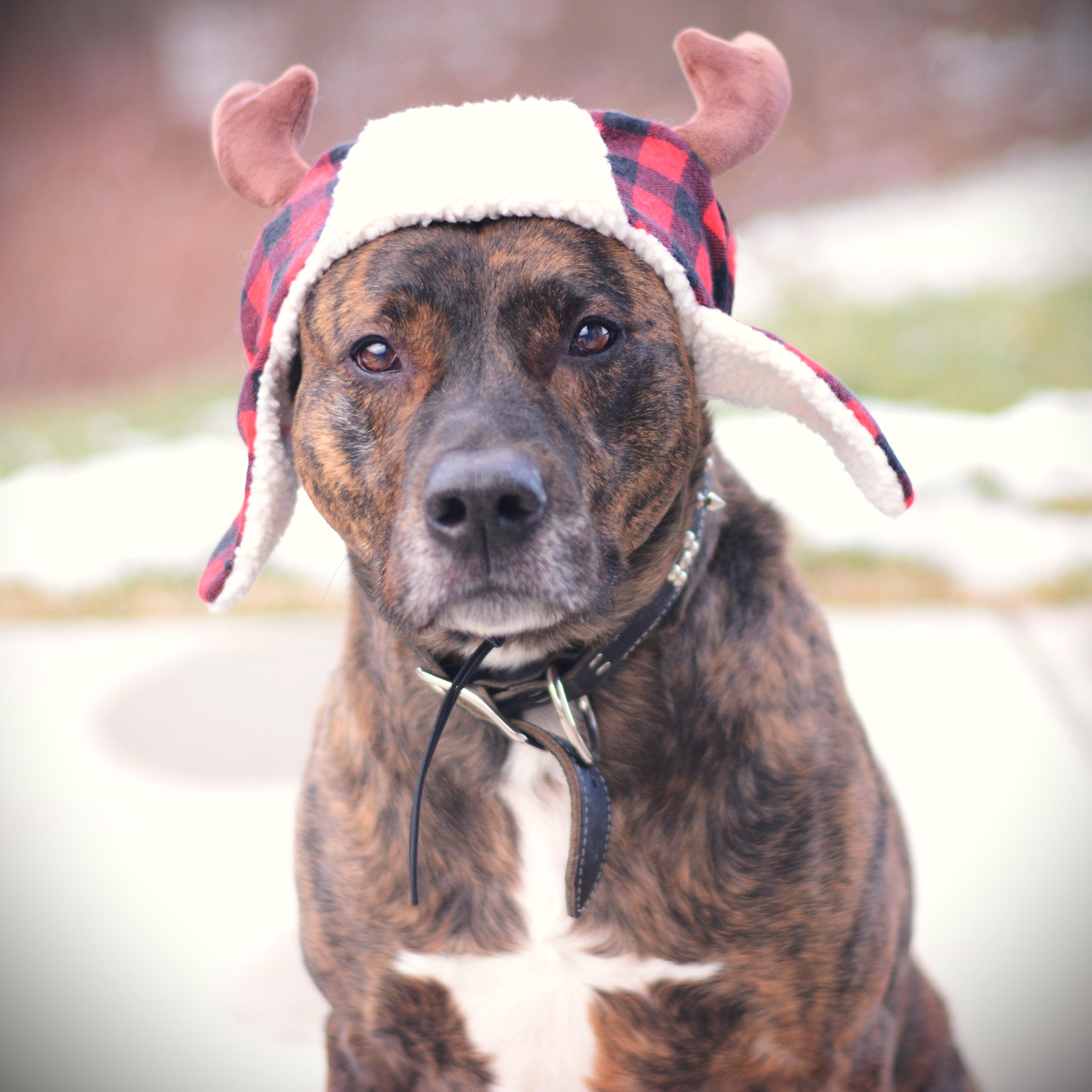 Enlarge Lucian, an adoptable mixed breed in Amsterdam, NY image 4/4