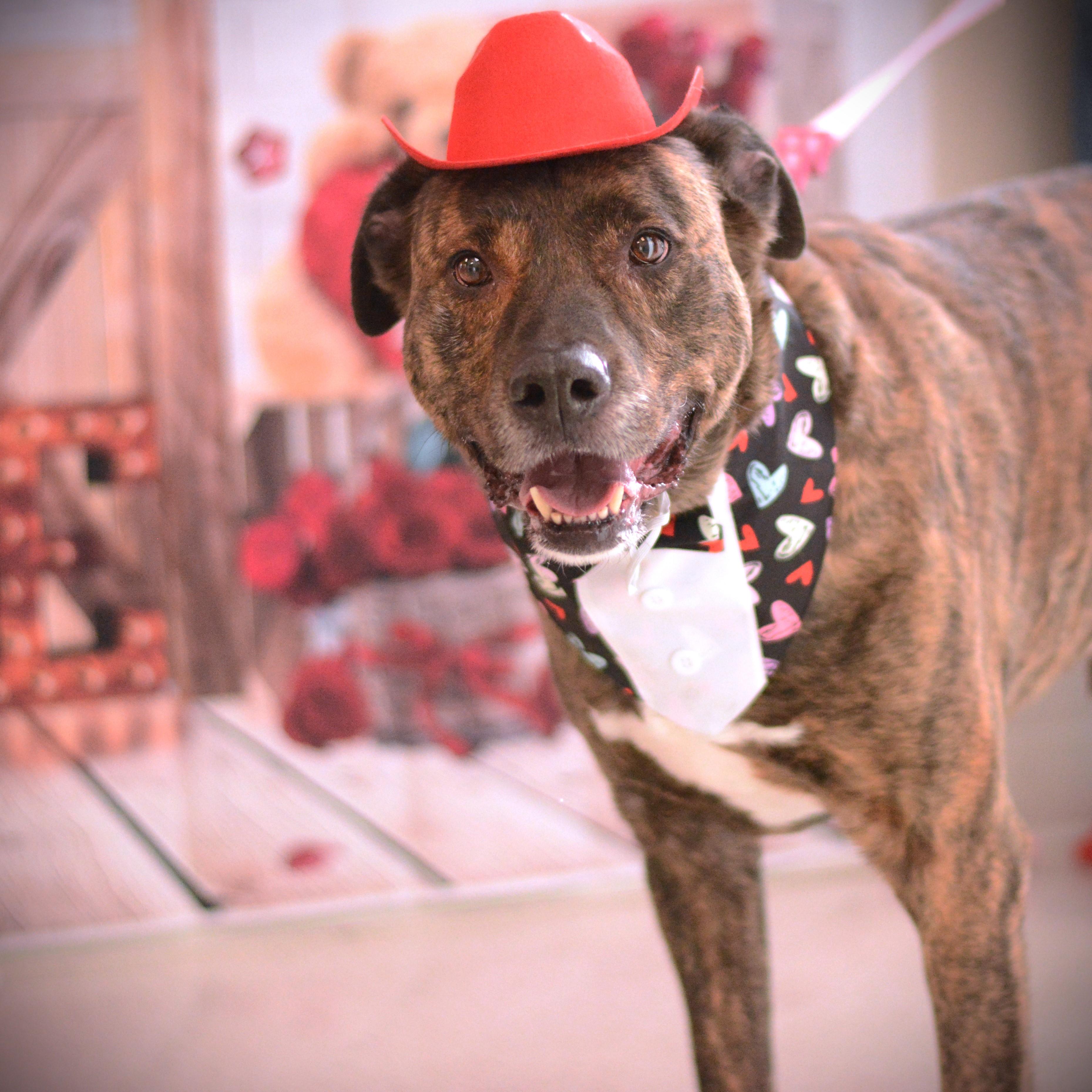 Enlarge Lucian, an adopted mixed breed in Amsterdam, NY image 2/6