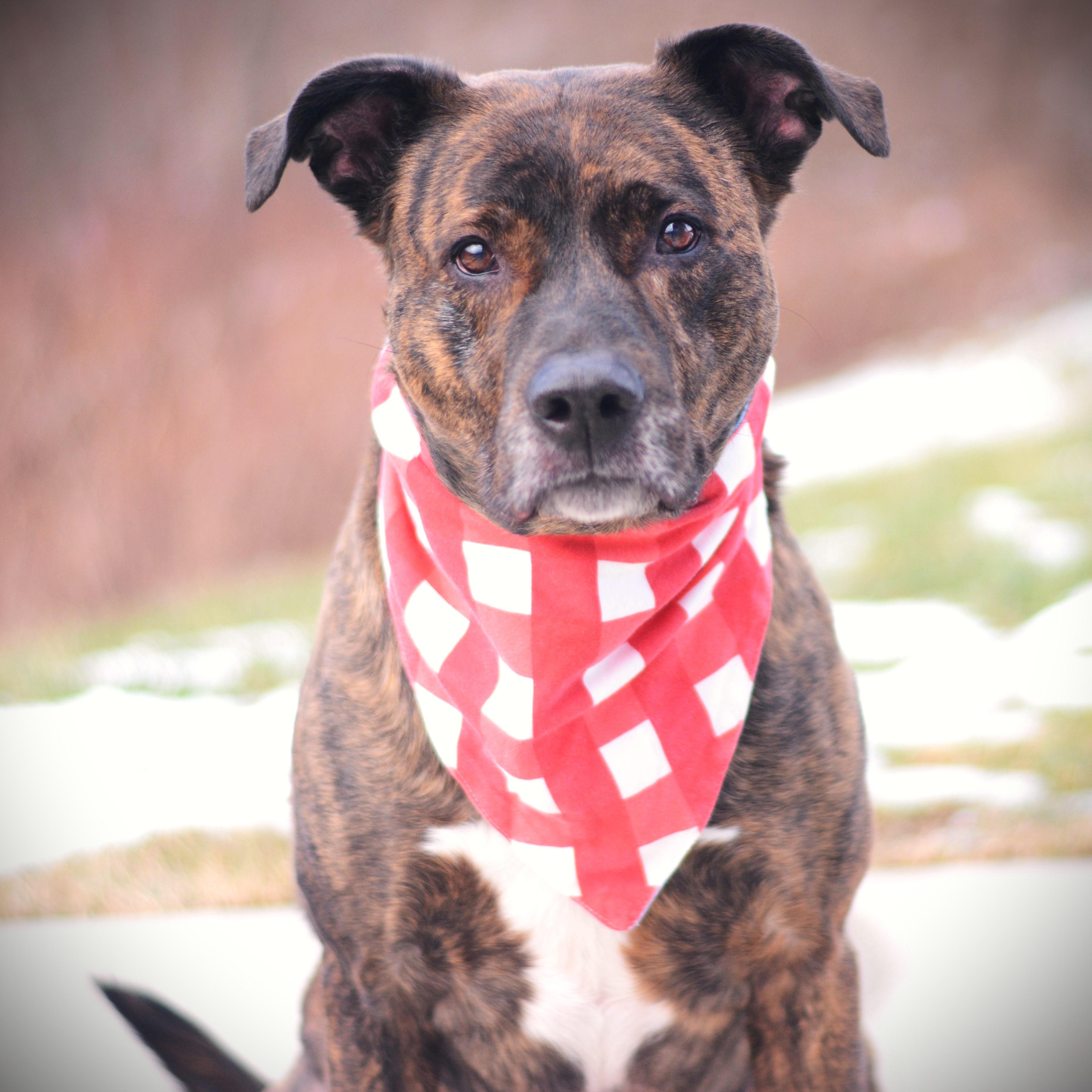 Lucian, adoptable, Adult Male German Shepherd Dog.