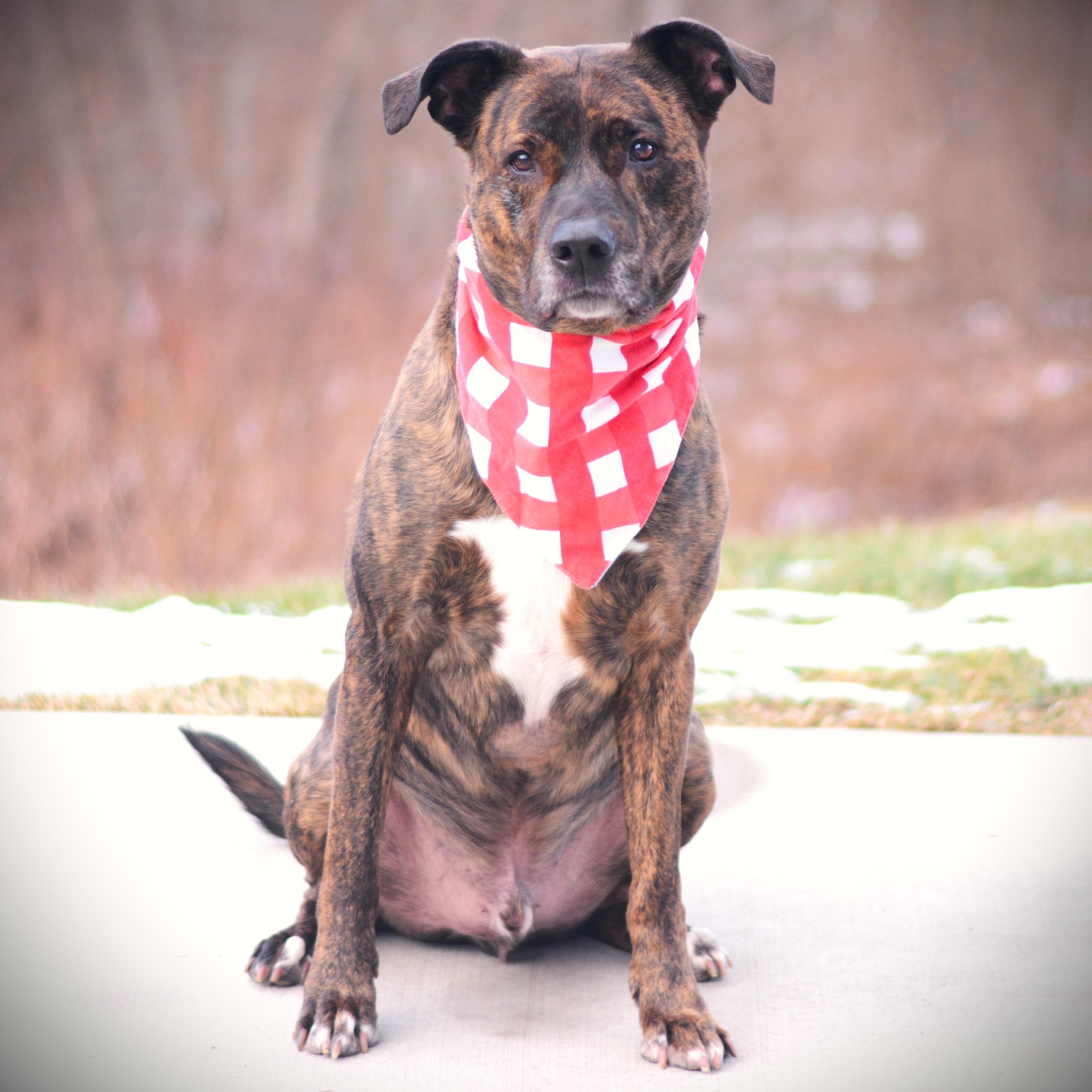 Enlarge Lucian, an adoptable mixed breed in Amsterdam, NY image 3/4