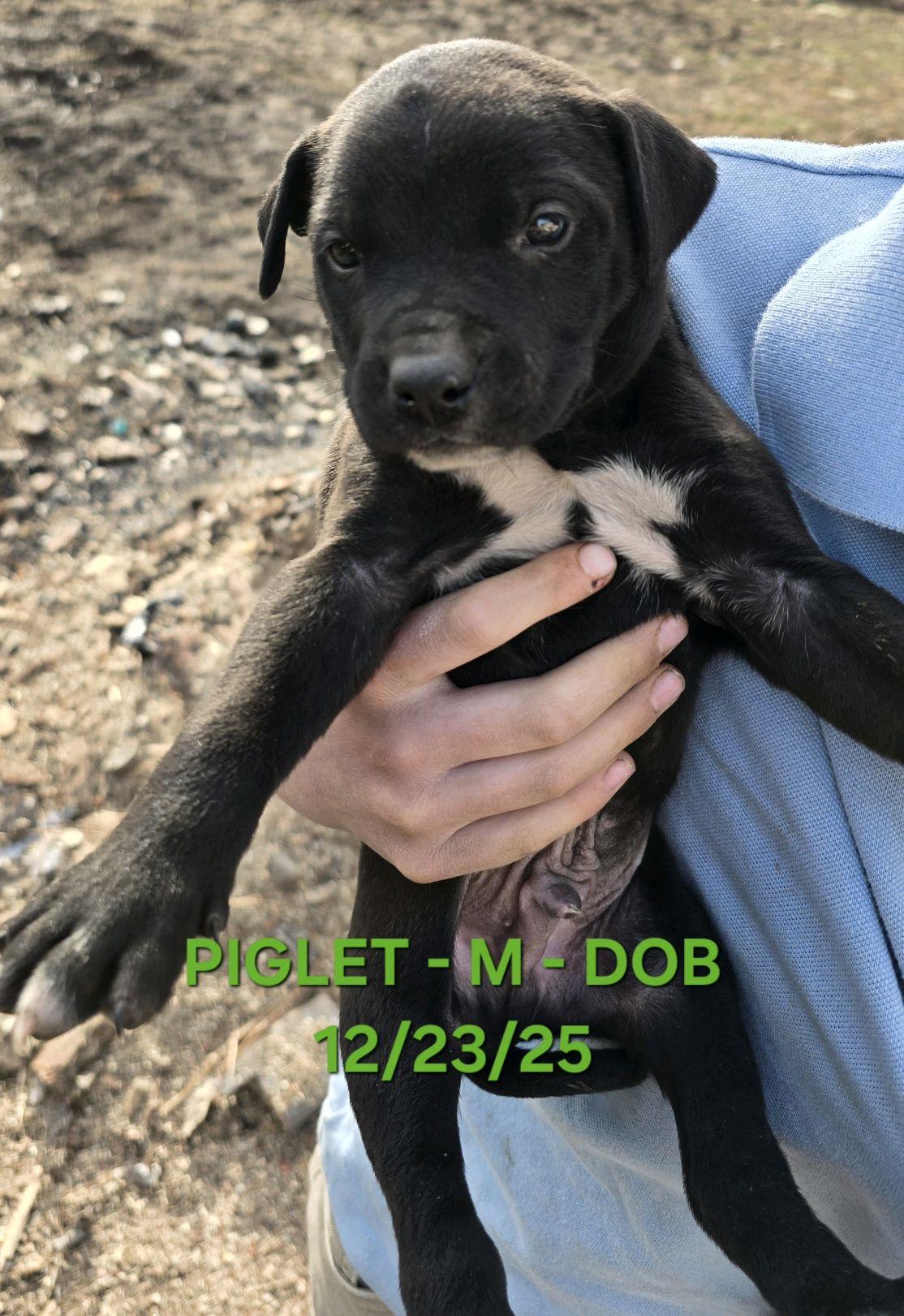 Piglet, Adoptable, Puppy Male Australian Shepherd.