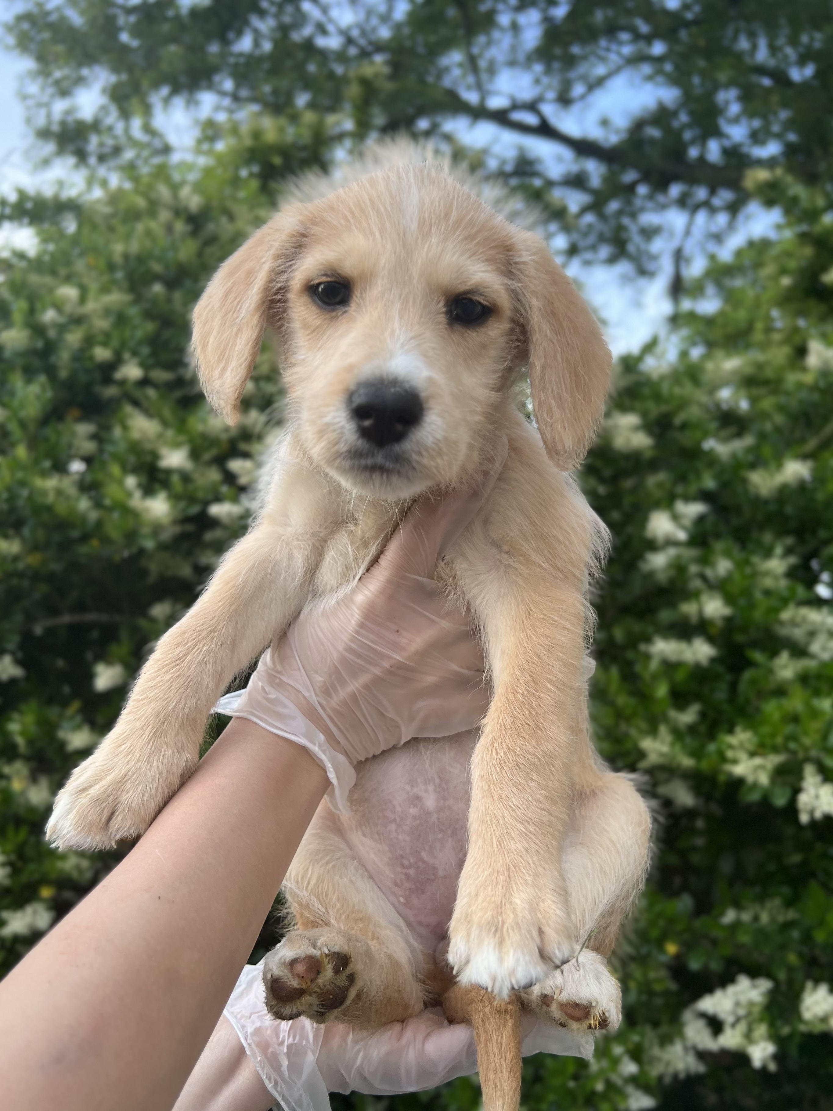 Opal, Adopted, Puppy Female Poodle & Doberman Pinscher.