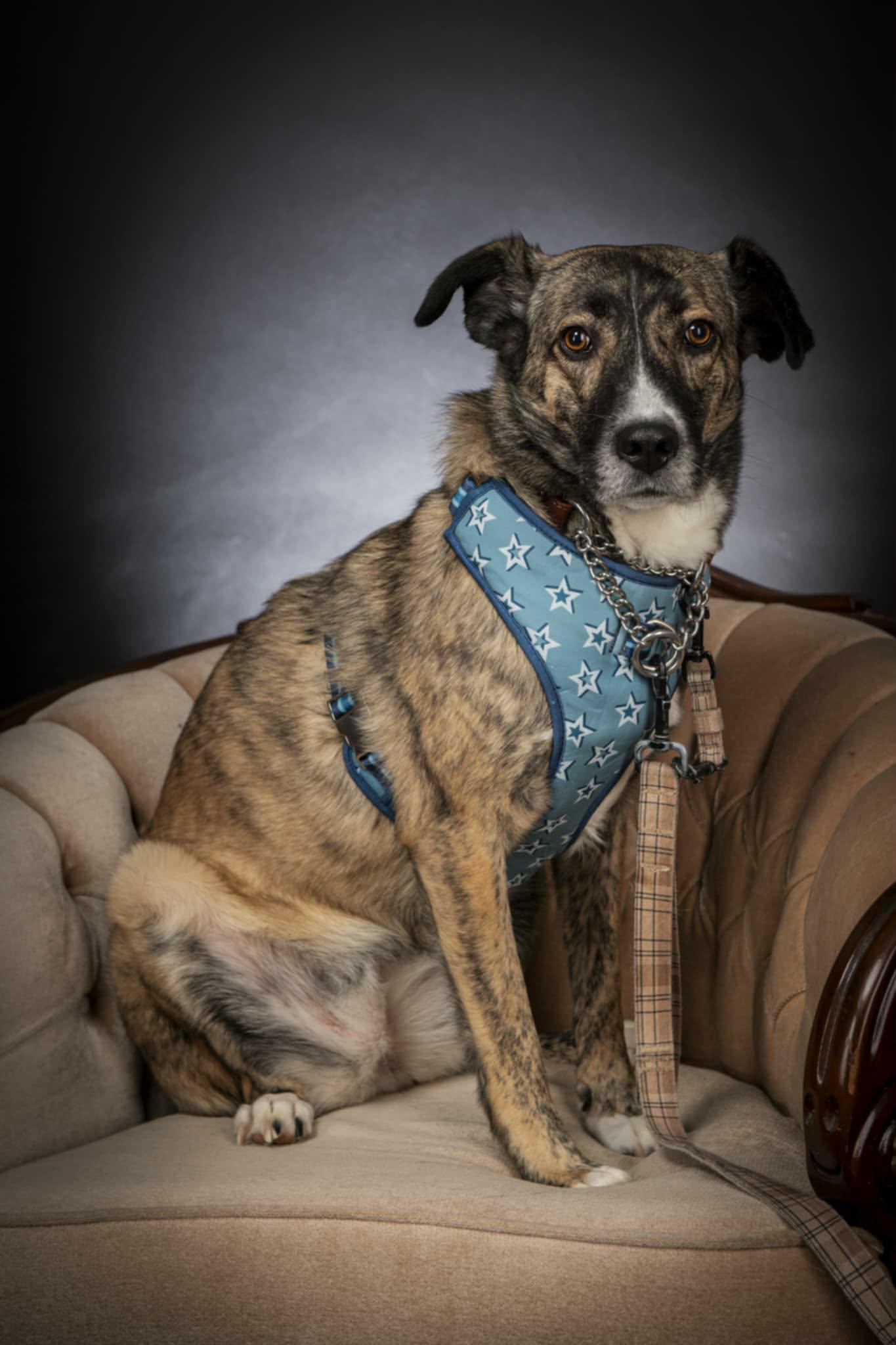 Enlarge Sadie, a Adoptable mixed breed in Appin, ON image 4/5