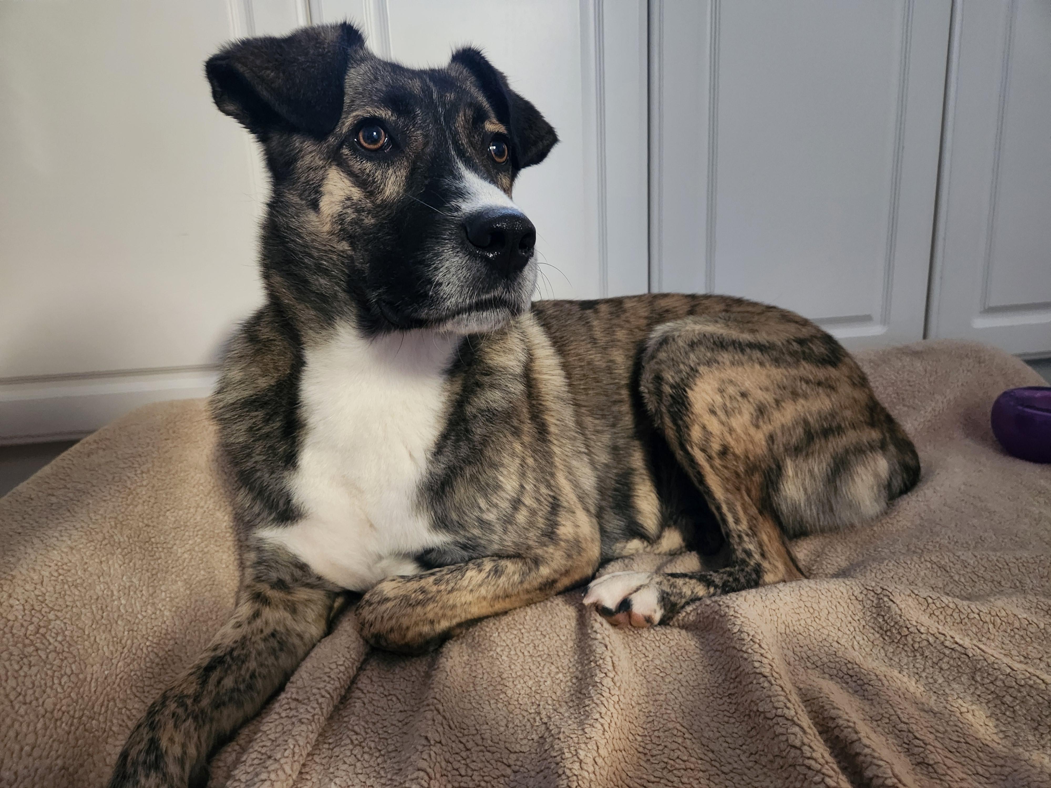 Sadie, a Adoptable mixed breed in Appin, ON image 1/3