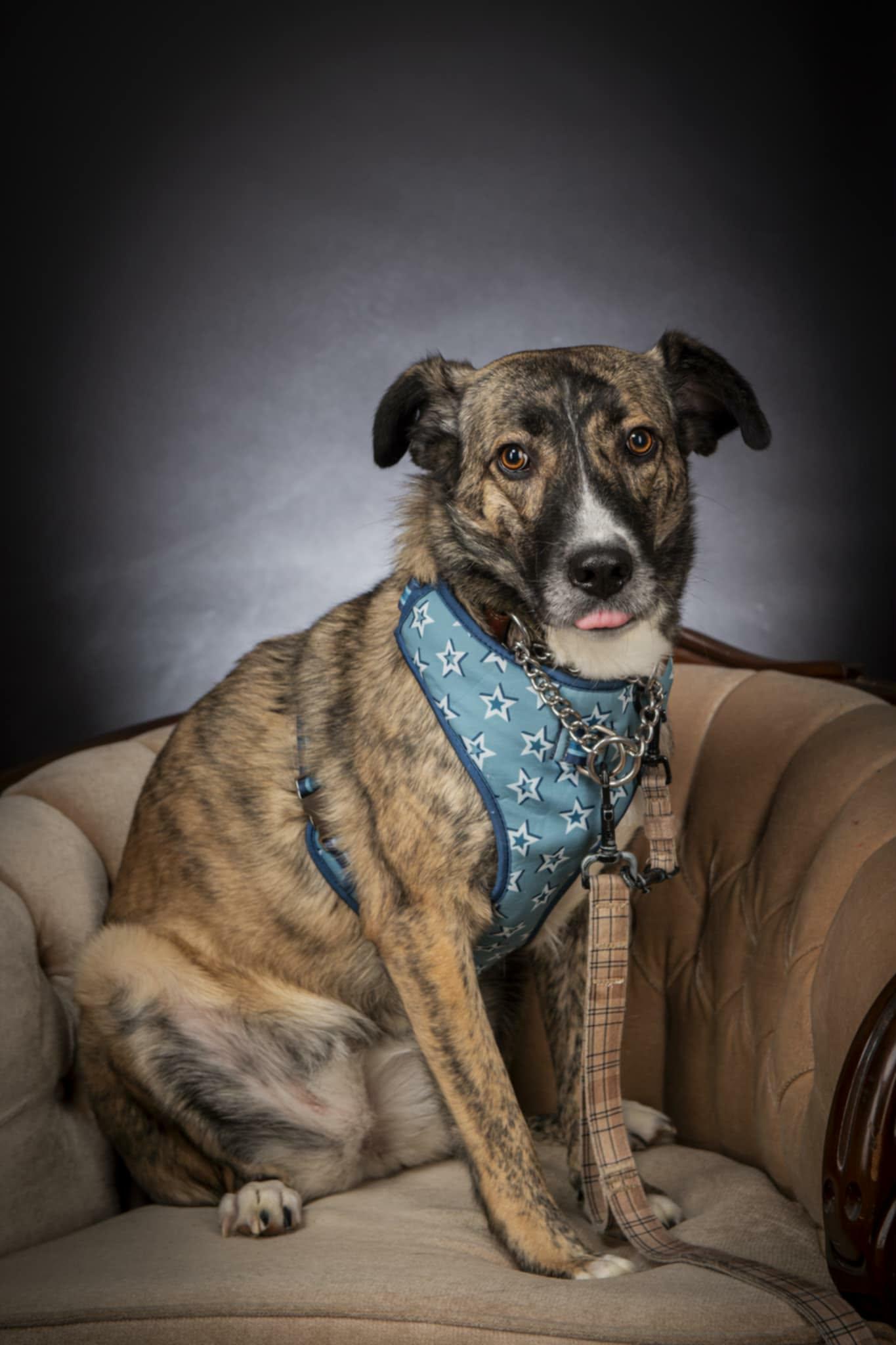 Enlarge Sadie, a Adoptable mixed breed in Appin, ON image 5/5