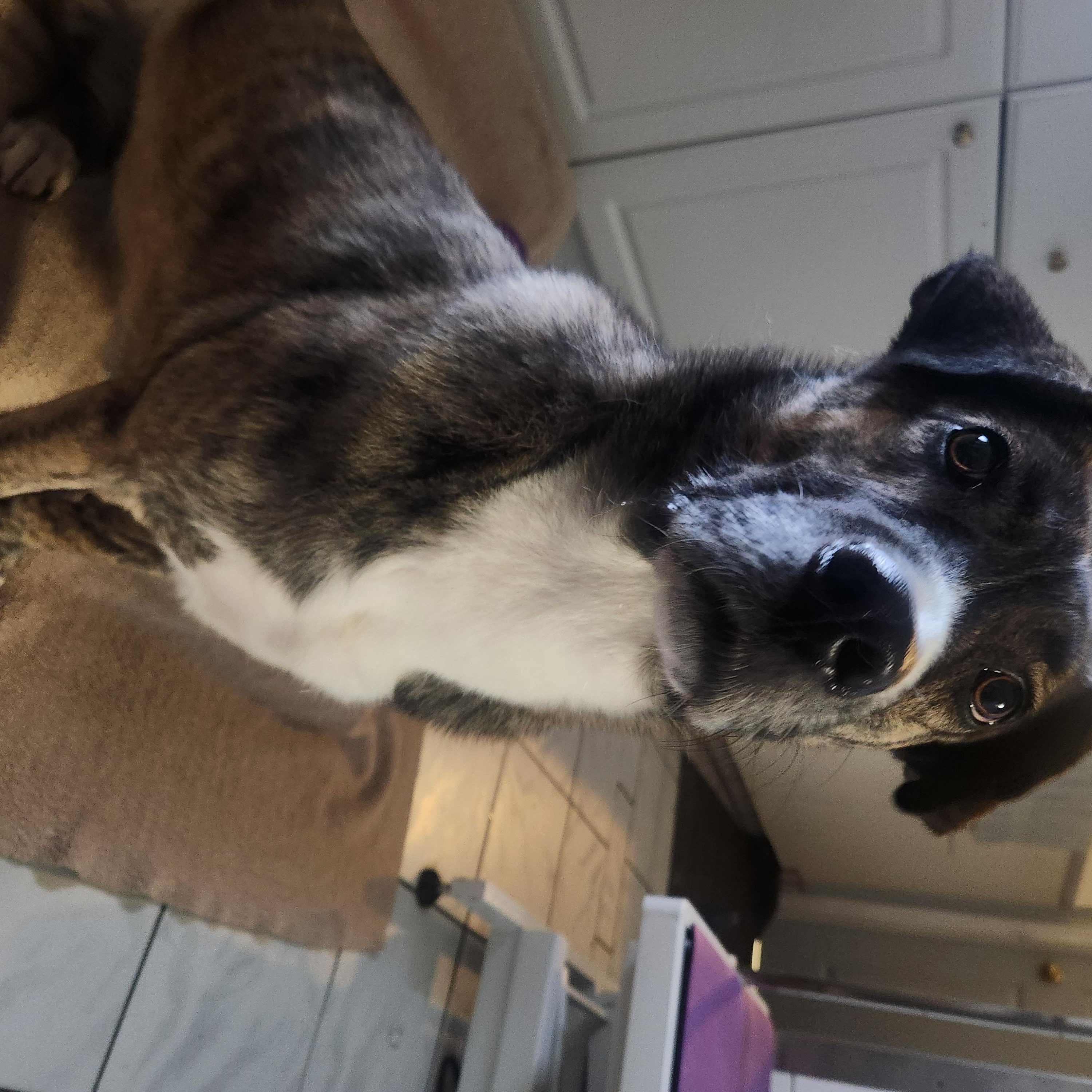 Enlarge Sadie, a Adoptable mixed breed in Appin, ON image 2/5