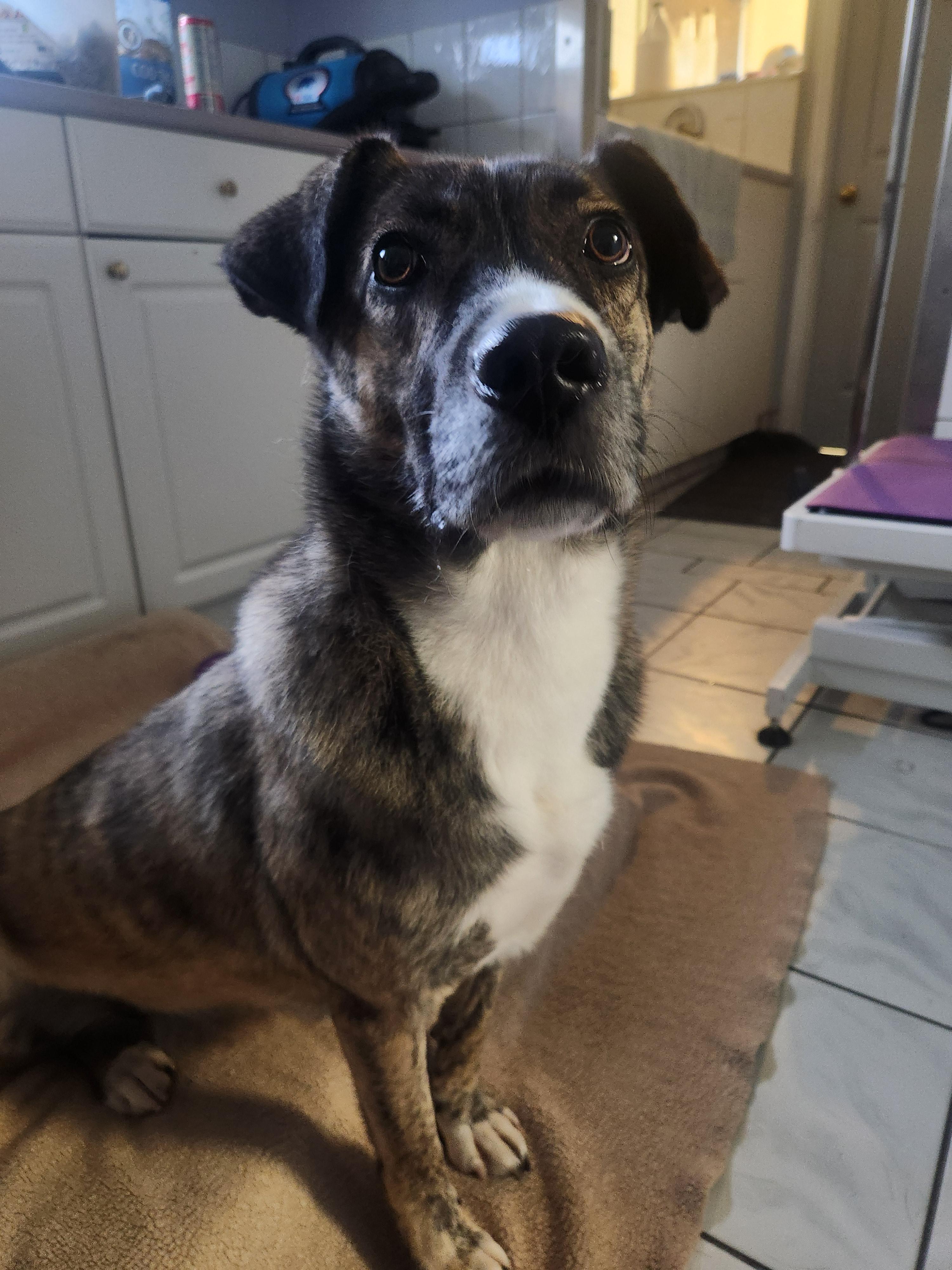 Sadie, a Adoptable mixed breed in Appin, ON image 2/3