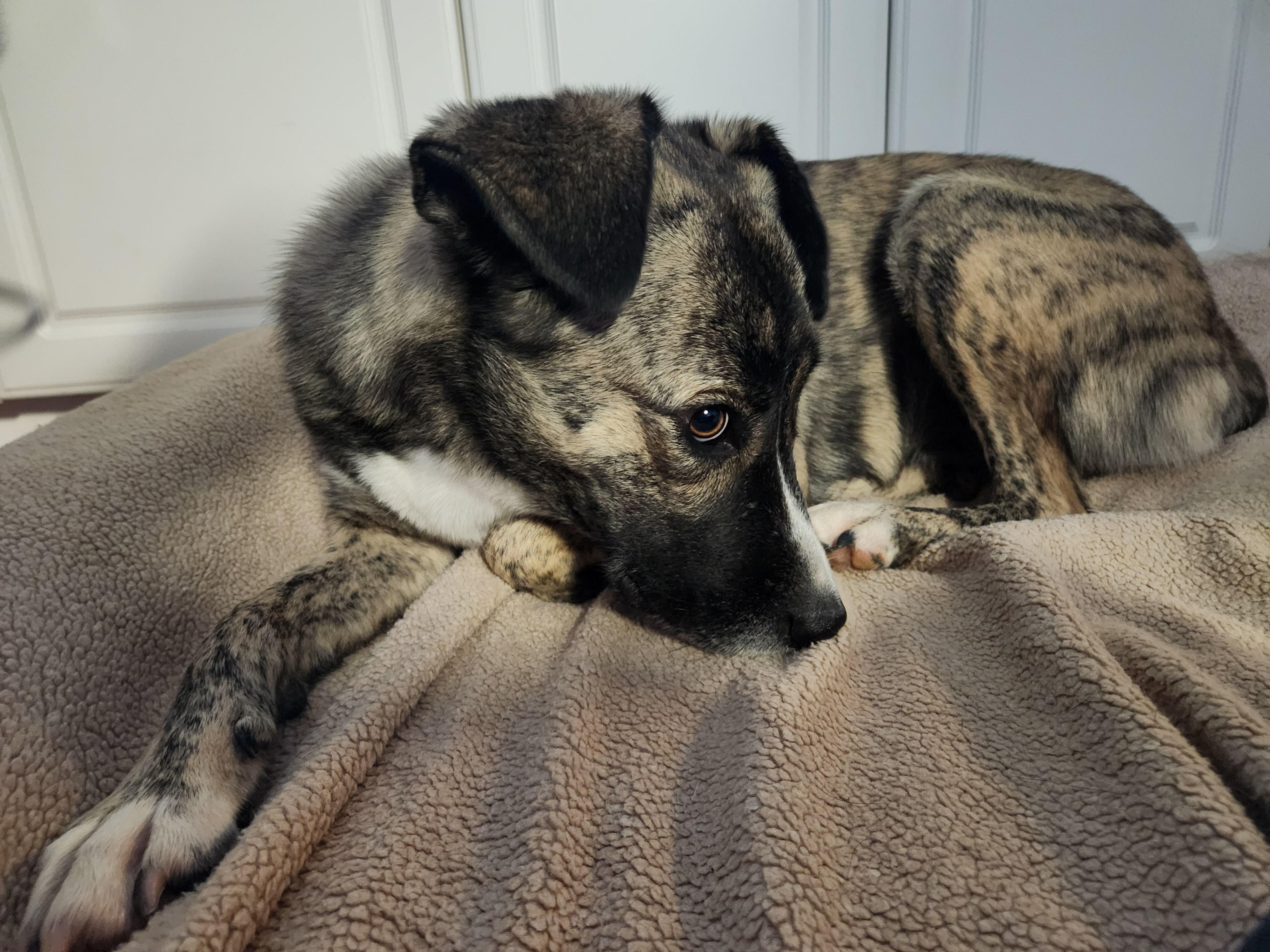 Sadie, a Adoptable mixed breed in Appin, ON image 3/3