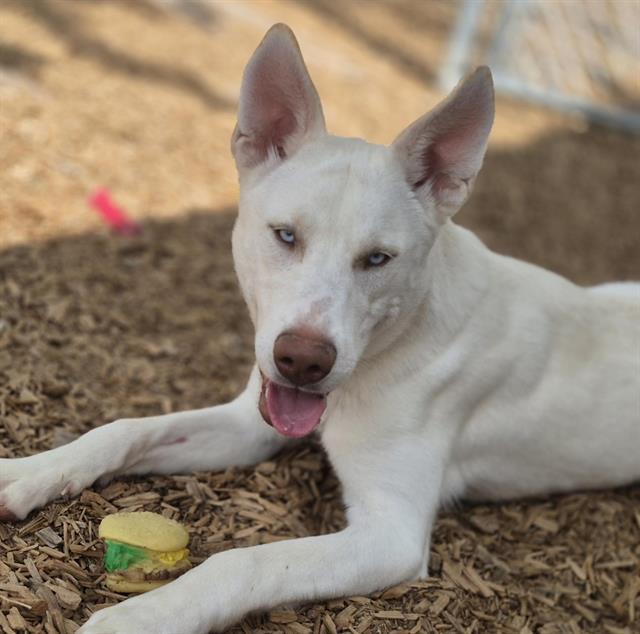 Enlarge HECTOR, a Adoptable mixed breed in Albuquerque, NM image 1/1