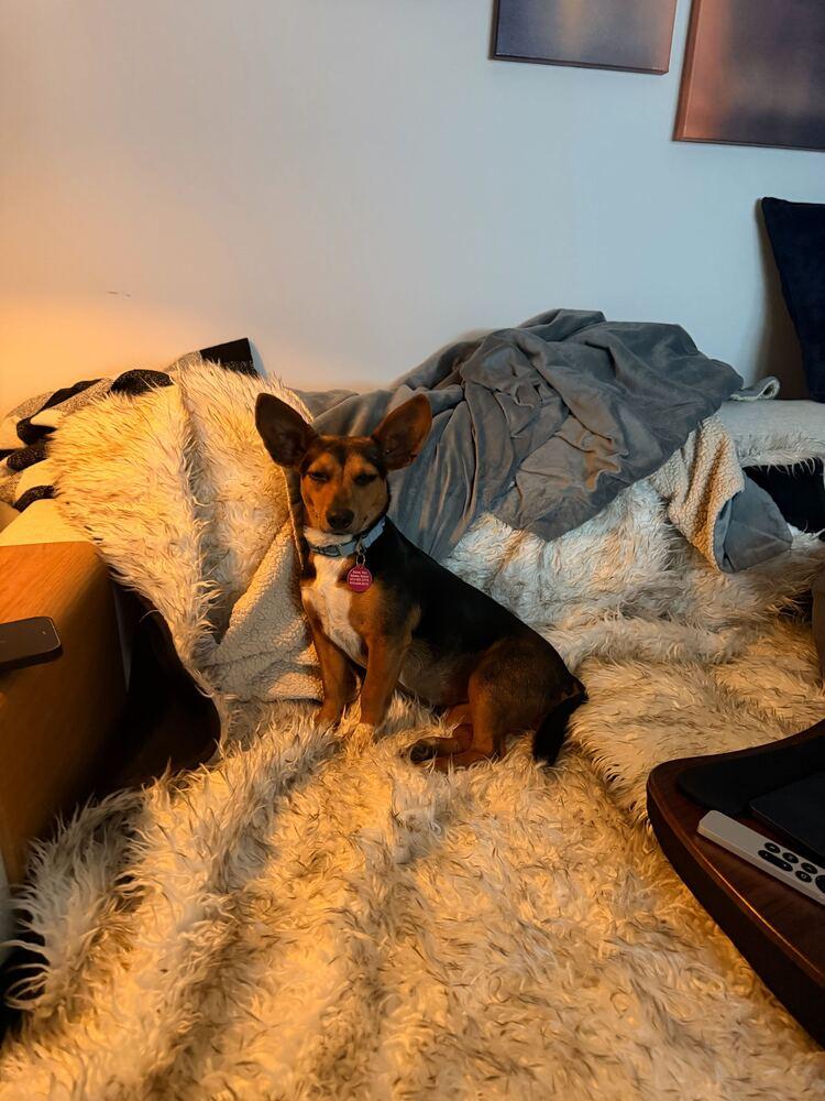 Doris, Adoptable, Puppy Female Chihuahua & Corgi.