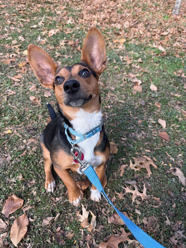 Doris, a Adoptable mixed breed in Manhattan, NY image 2/3