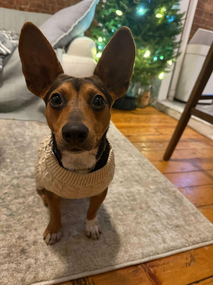 Doris, a Adoptable mixed breed in Manhattan, NY image 3/3