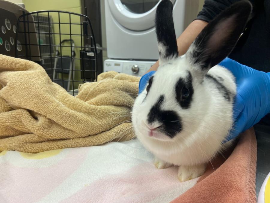 DEBBIE, Adoptable, Young Female Bunny Rabbit.