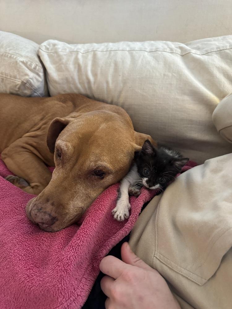 Green Bean, Adoptable, Kitten Female Domestic Short Hair.