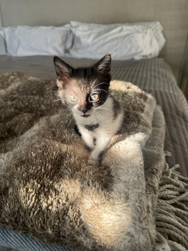 Enlarge Green Bean, a Adoptable mixed breed in Emerald Isle, NC image 2/6