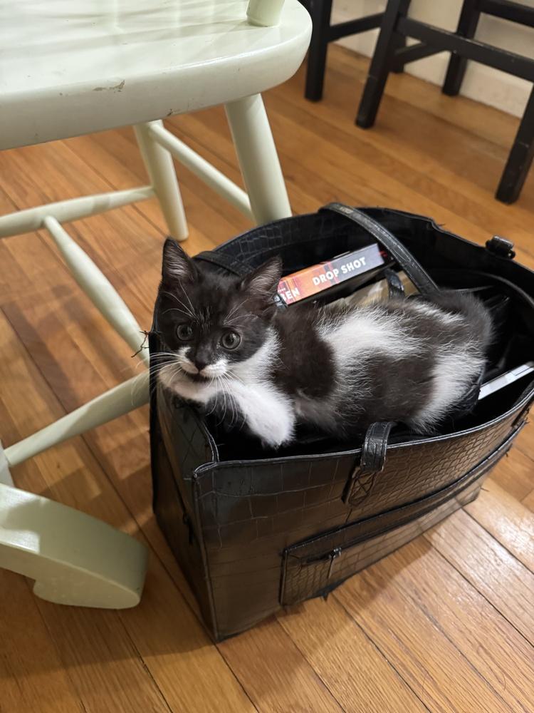 Enlarge Green Bean, a Adoptable mixed breed in Emerald Isle, NC image 3/6