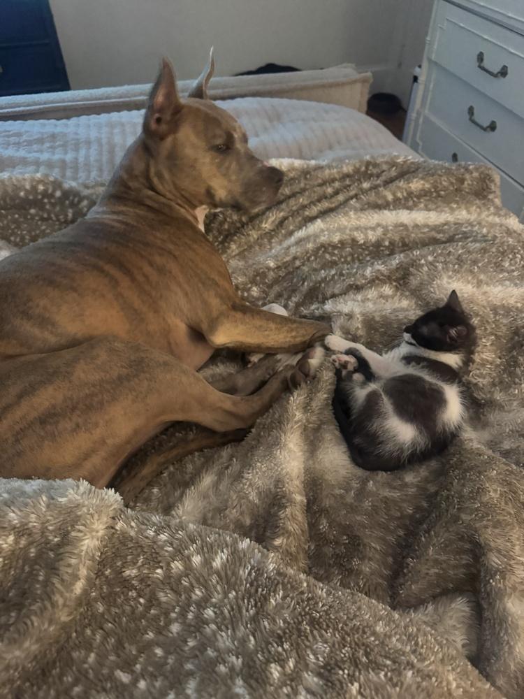 Enlarge Green Bean, a Adoptable mixed breed in Emerald Isle, NC image 4/6