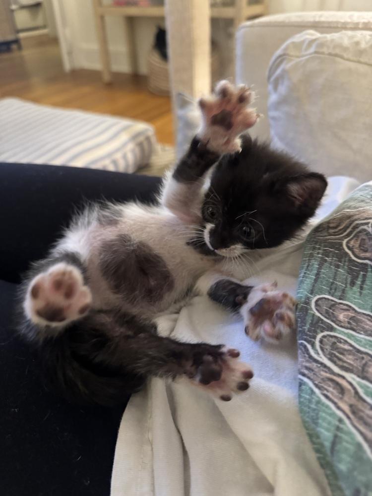 Enlarge Green Bean, a Adoptable mixed breed in Emerald Isle, NC image 5/6