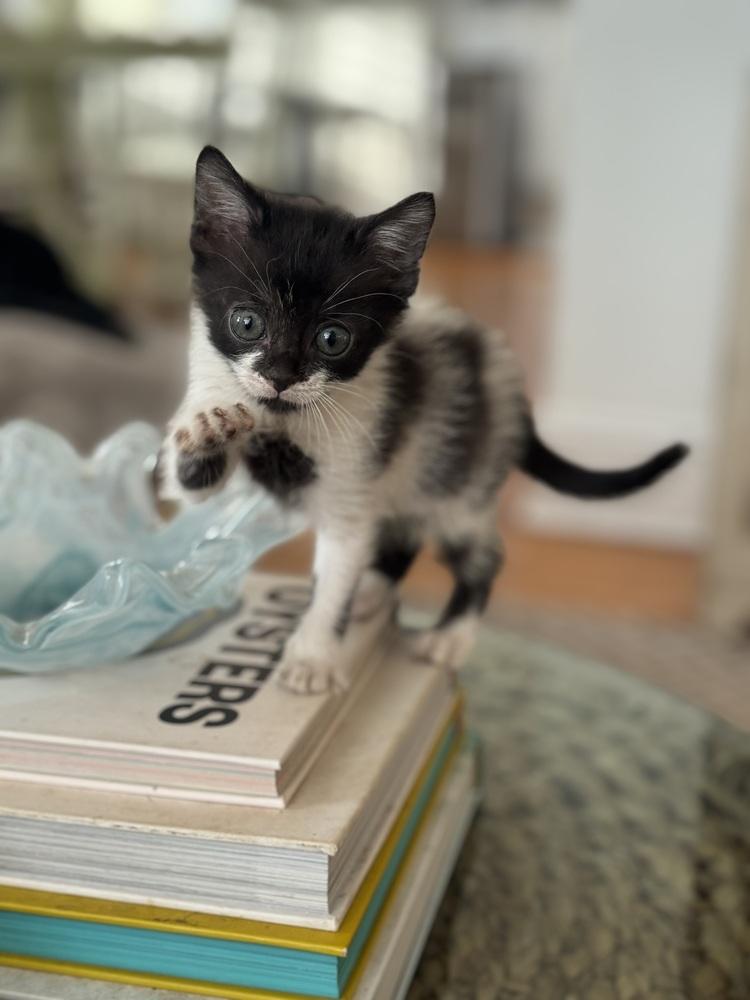Enlarge Green Bean, a Adoptable mixed breed in Emerald Isle, NC image 6/6