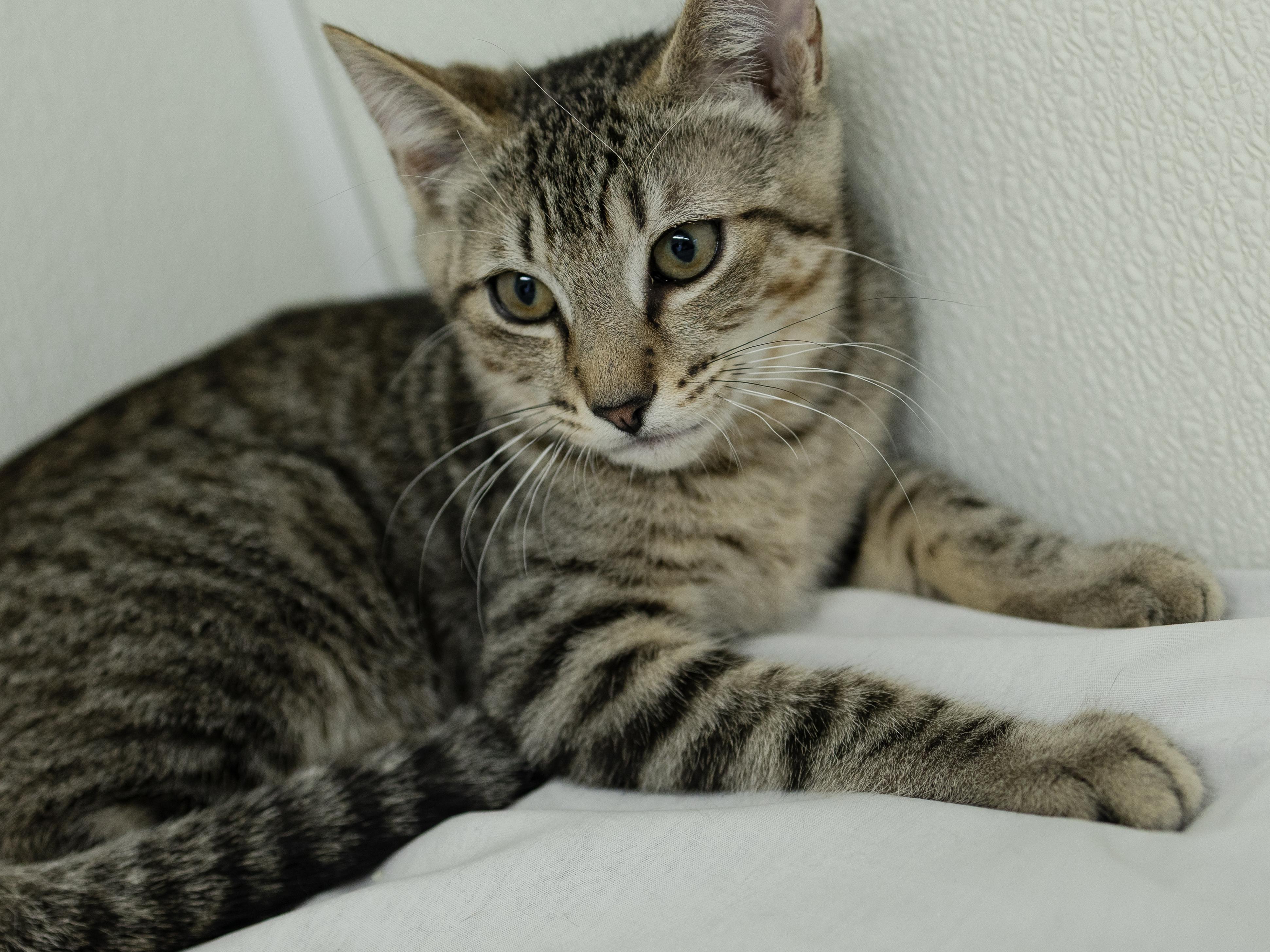 Enlarge Hotdog, a Adoptable mixed breed in Monroe, WA image 4/6