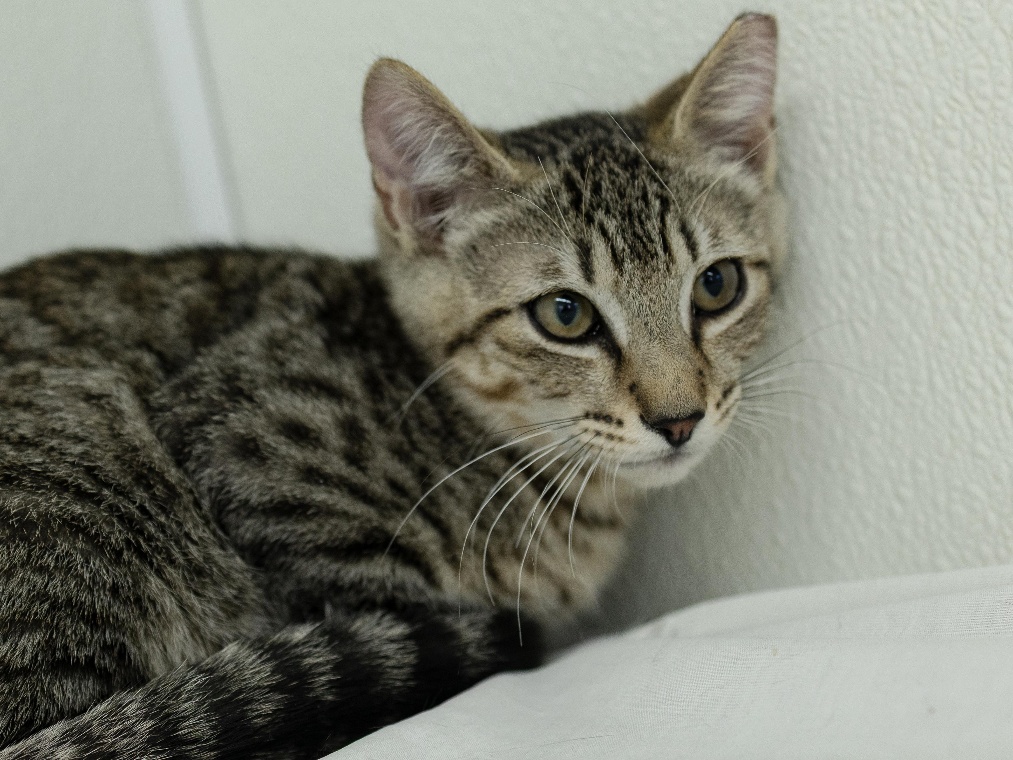Enlarge Hotdog, a Adoptable mixed breed in Monroe, WA image 3/6
